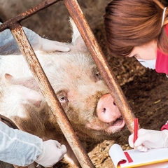 FEATURE : African Swine Fever