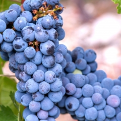 FEATURE : Grape Quovadis
