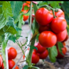 FEATURE : Tualte Tomato