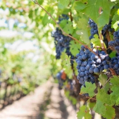 Grape chingtuten eptu party te 'NOC' sawrkarah thehlut tawh; Wine rules a awm thuai an beisei