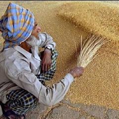India-in wheat thawn