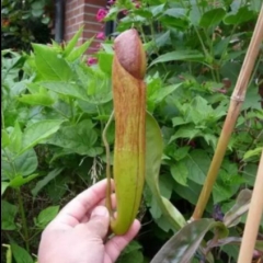 mAksAk : Penis plant