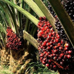 Mizoramah Oil Palm m